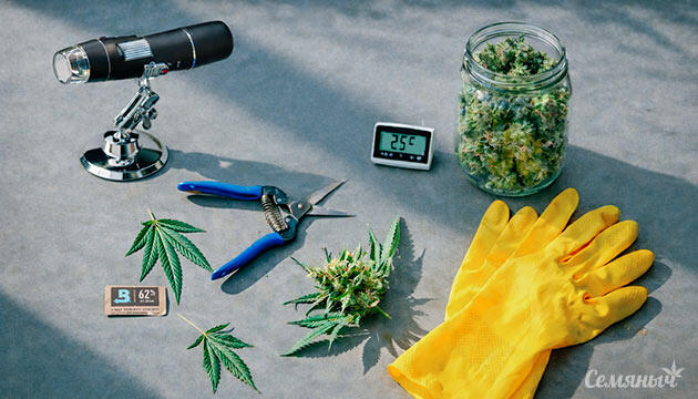 Сбор урожая и лучшие инструменты Инструменты для сбора урожая конопли: как сохранить качество шишек