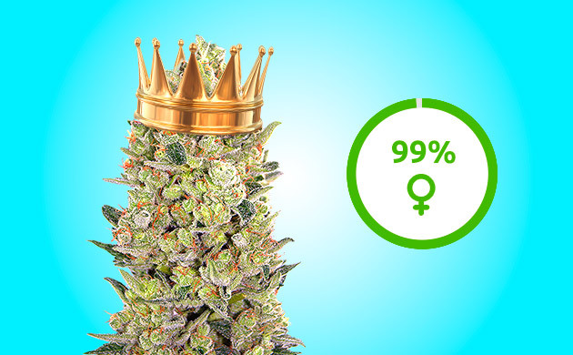 Семена-чемпионы на 99% феминизированные