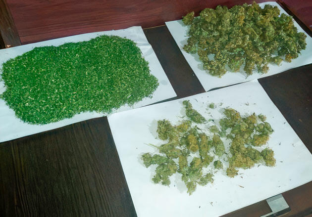 Высушенные шишки конопли