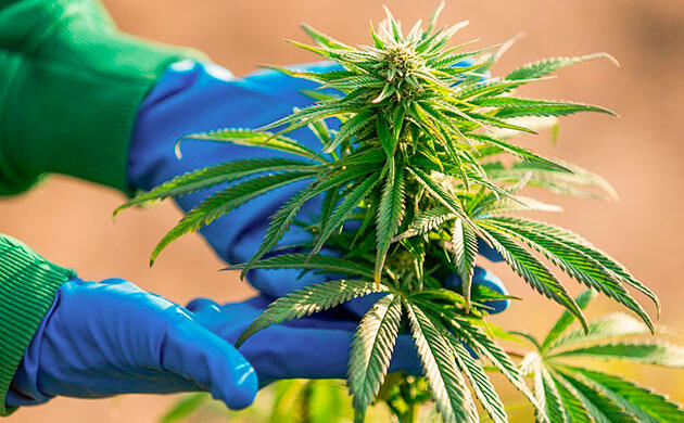 Как защитить руки и одежду при сборе и обработке шишек каннабиса Перчатки для гровинга: защита рук и гигиеничность при сборе урожая