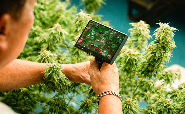 Микроскоп в гровинге: оценка зрелости трихом перед харвестом Определение стадии созревания каннабиса по трихомам