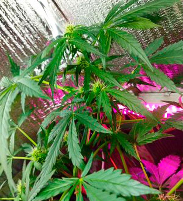 Начало цветения конопли 7 неделя развития Auto Tutankhamon