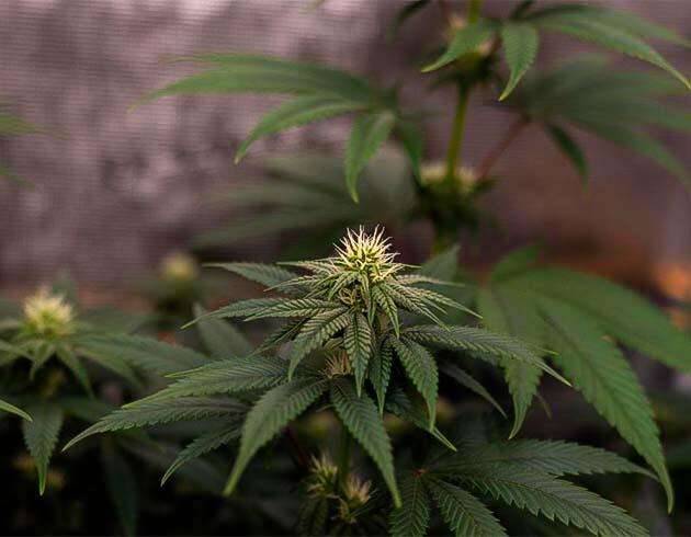 Поддержание баланса между светом и стрессом Конопля на 8 неделе роста