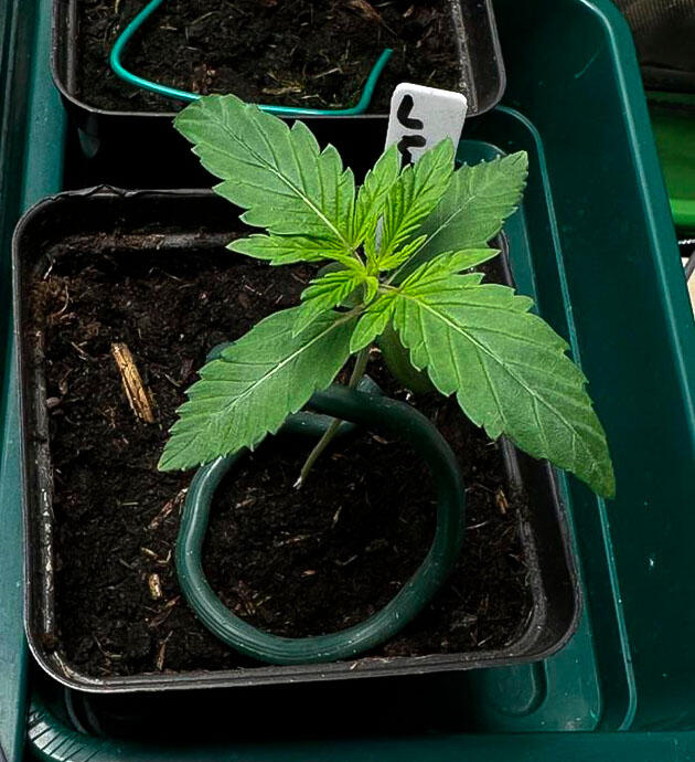 Начало выращивания конопли Молодой росток сорта конопли Lemon Cherry Runtz