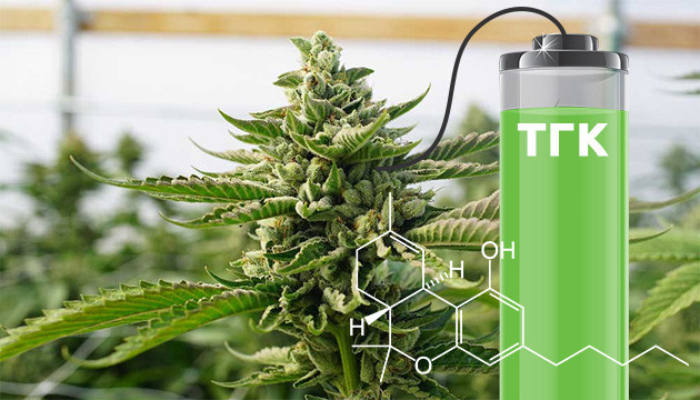 ТГК в мощных сортах каннабиса
