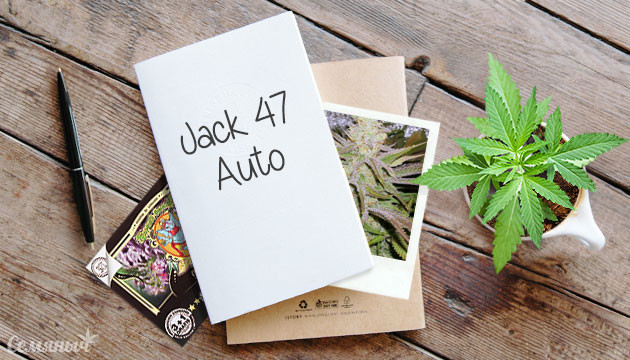 Гроурепорт сорта Jack 47 Auto fem от Sweet Seeds