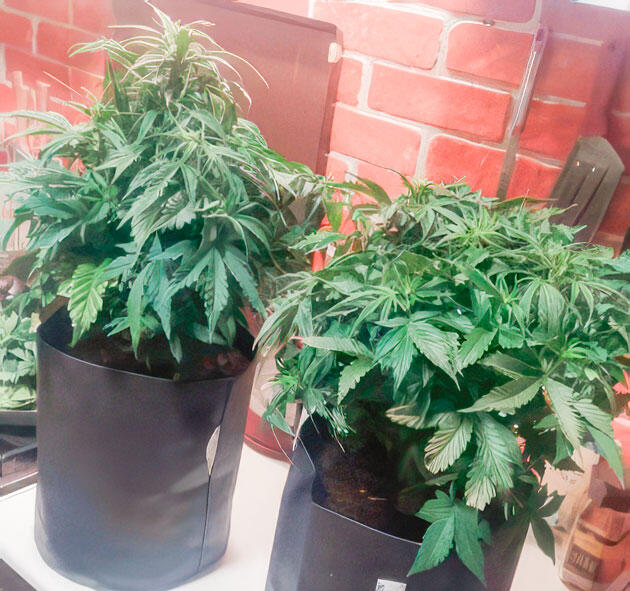 Кусты конопли на 3-й неделе с густой листвой