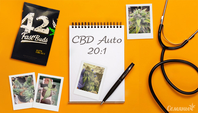 Гроурепорт сорта CBD Auto 20:1