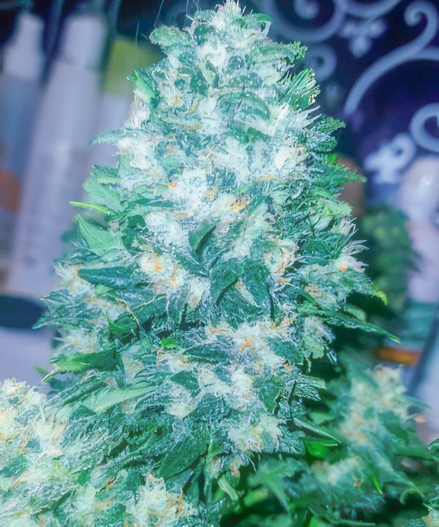 Марихуана на 10 неделе роста