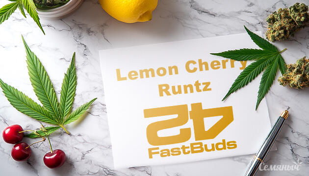 Выращивание сорта марихуаны Lemon Cherry Runtz от сидбанка FastBuds Гроурепорт сорта Lemon Cherry Runtz от FastBuds