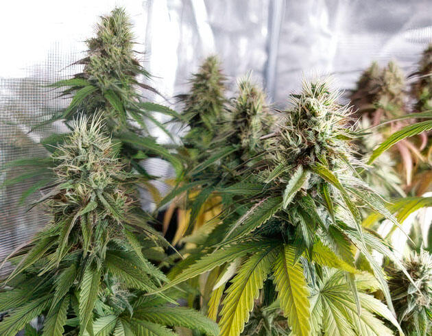 Конопля с пожелтевшими листьями