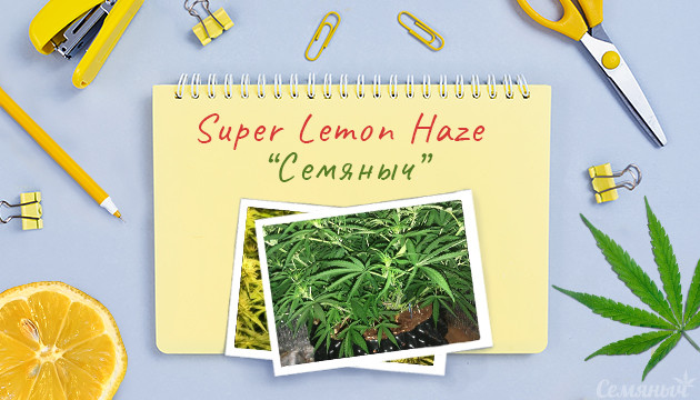 Гроурепорт сорта Super Lemon Haze от сидбанка Семяныч