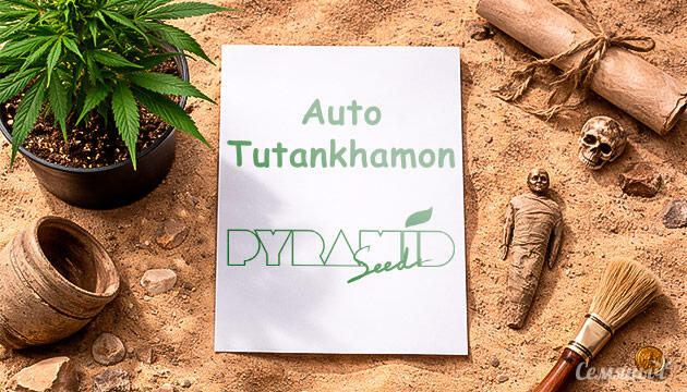 Выращивание сорта марихуаны Auto Tutankhamon от Pyramid Seeds Гроурепорт сорта Auto Tutankhamon от Pyramid Seeds