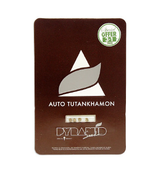 Auto Tutankhamon fem (Pyramid Seeds)