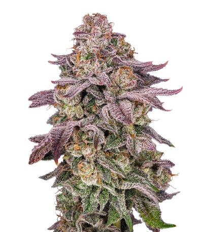 Семена сорта Easy Runtz Autoflower fem (Easy Grow Seeds)