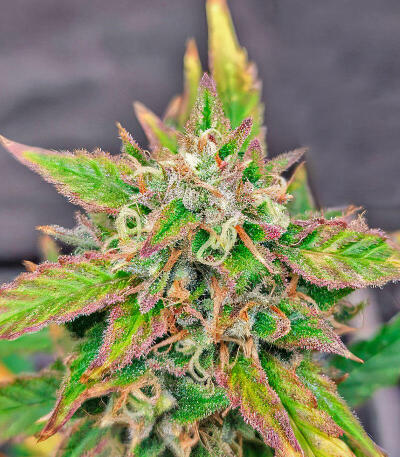 Семена сорта Dos-Si-Dos Cookies Autoflower fem (Easy Grow Seeds)