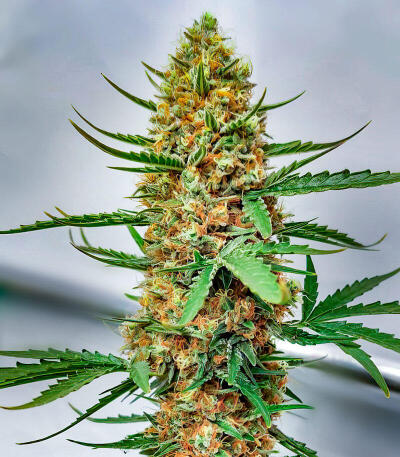 Семена сорта Mystical Autoflower fem (Easy Grow Seeds)